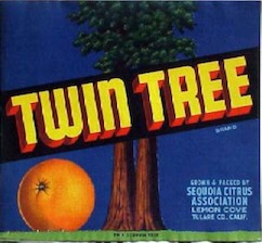 Twin Tree